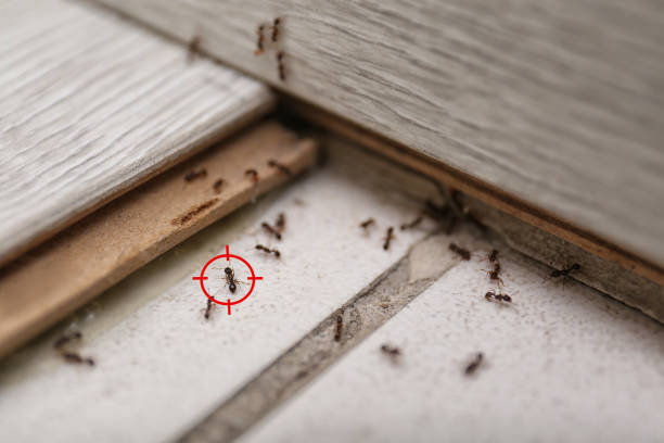 Best Exterminator Services  in Lodi, OH