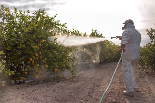 Best Wasp Removal Services  in Lodi, OH